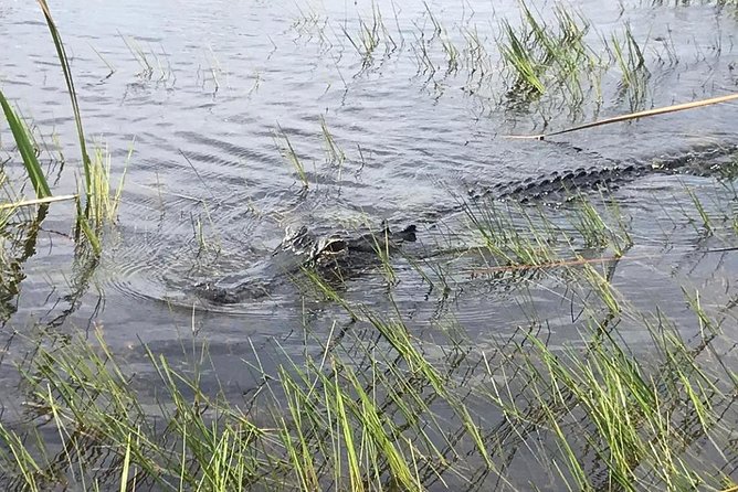 Everglades Airboat Safari Adventure with Transportation - Value check: is $35 a good deal for an Everglades airboat safari?