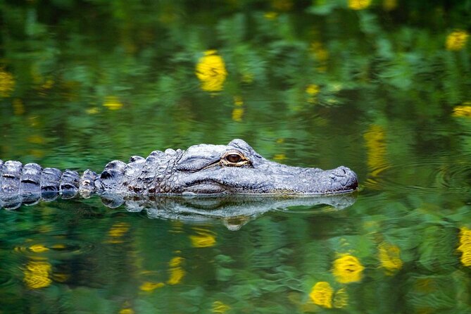 Everglades Airboat Safari Adventure with Transportation - The airboat ride through mangroves: why the captain’s route choice is the whole point