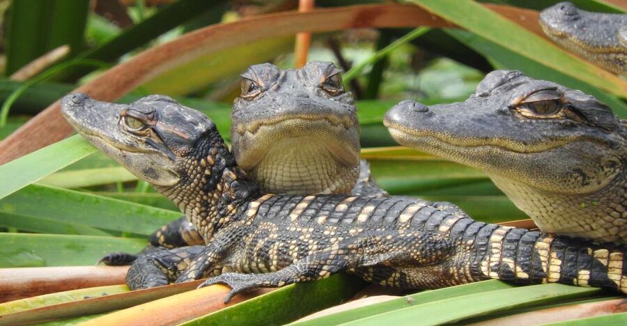 Everglades Day Safari from Fort Lauderdale - How the day is paced from Fort Lauderdale