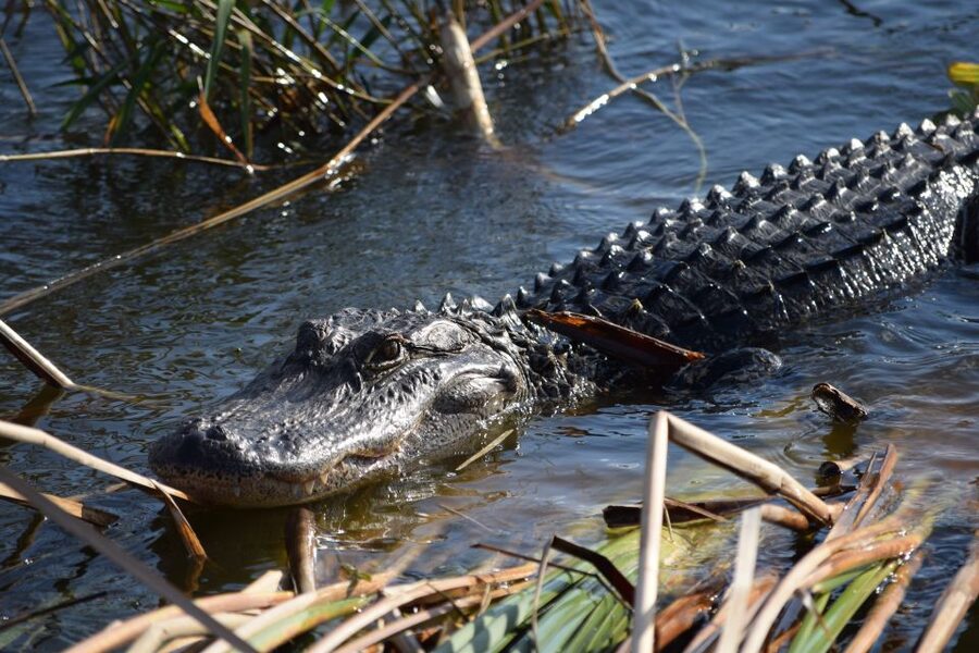 Everglades Day Safari from Fort Lauderdale - Big Cypress National Preserve: cypress swamps and a real plant lesson