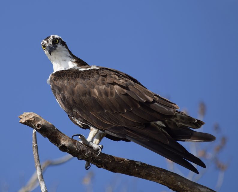Everglades Day Safari from Fort Lauderdale - Chokoloskee: a short self-guided taste of local Florida