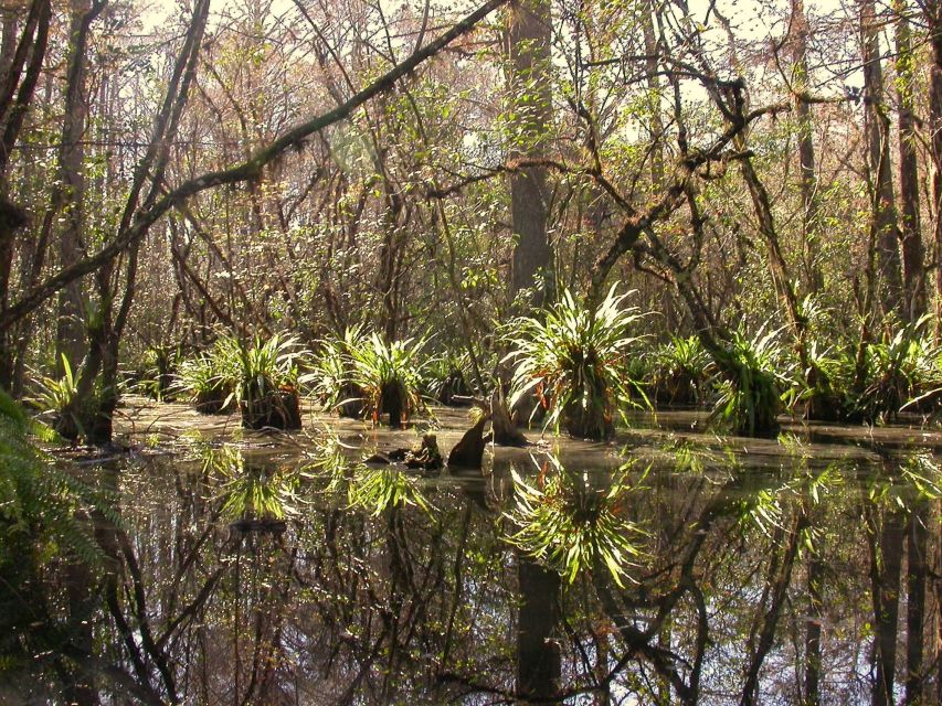 Everglades Day Safari from Fort Lauderdale - Guides, group size, and why the narration matters