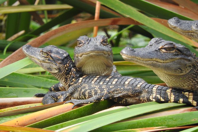 Everglades Day Safari from Fort Myers/Naples Area - Lunch at Island Cafe: Fuel for the water section ahead