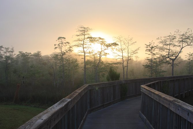 Everglades Day Safari from Fort Myers/Naples Area - Fakahatchee Strand Preserve: Ancient cypress and a gator hole walk
