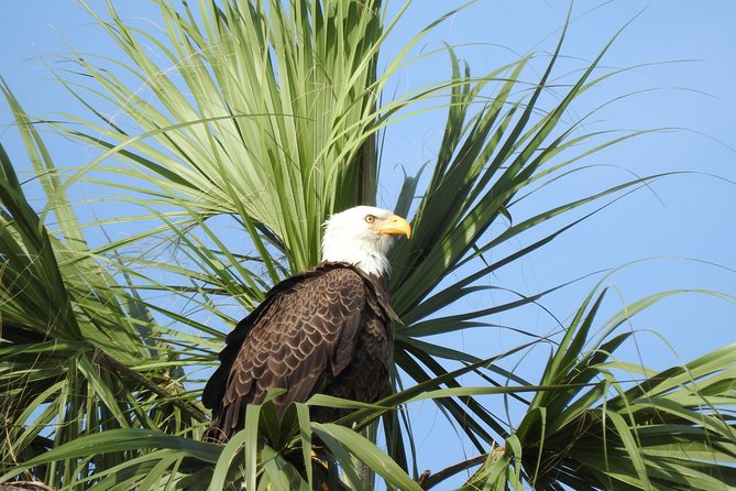 Everglades Day Safari from Fort Myers/Naples Area - Mangrove boat cruising through the Everglades: Wildlife on calm water