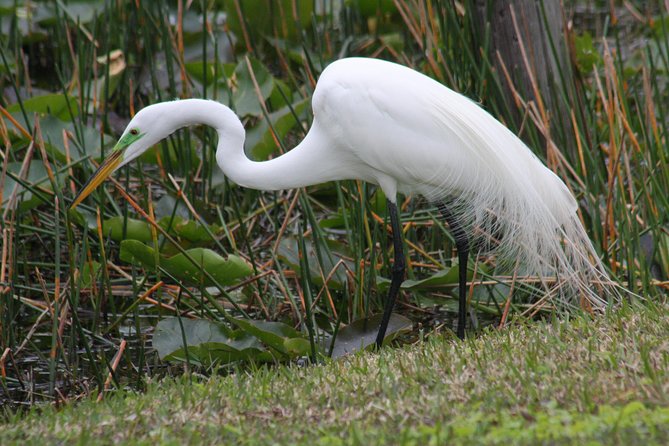Everglades Day Safari from Fort Myers/Naples Area - How the guide experience changes the day (for better or worse)