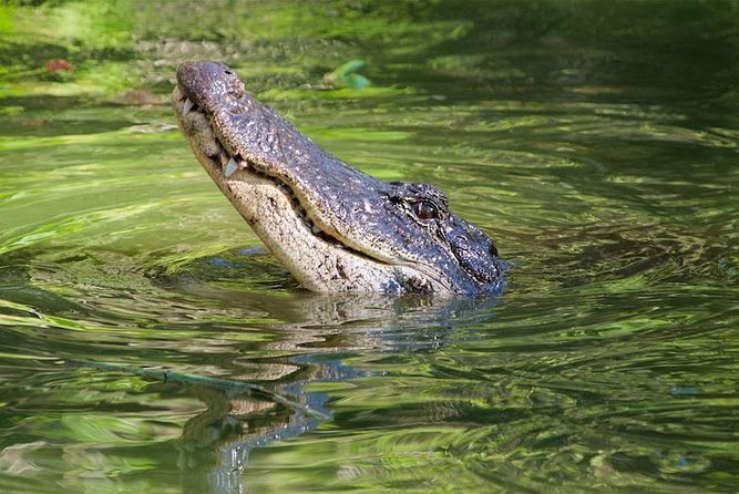Everglades Day Safari from Ft Lauderdale - Miccosukee Indian Village: airboat rides and a chickee island stop
