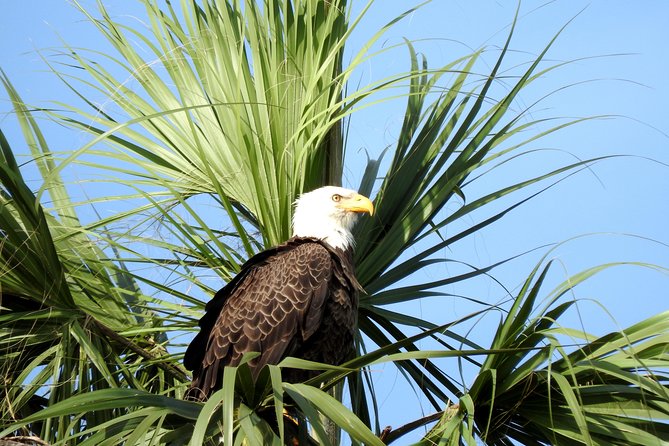 Everglades Day Safari from Ft Lauderdale - Lunch at Island Cafe: an alligator appetizer and real South Florida choices