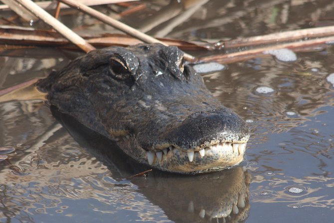 Everglades Day Safari from Ft Lauderdale - How the naturalist guides raise your odds of spotting wildlife