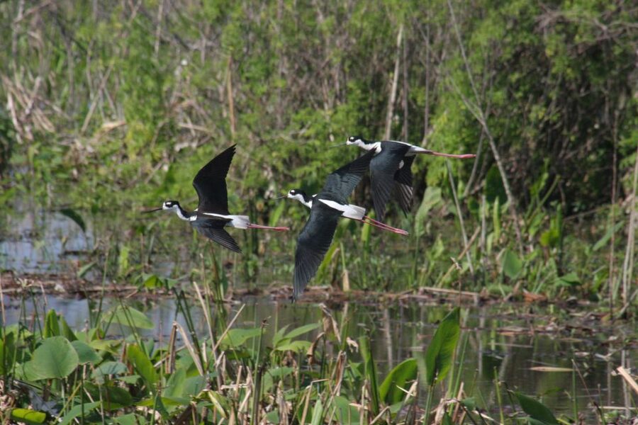 Everglades Day Safari from Sanibel, Fort Myers & Naples - Who This Everglades Day Safari Fits Best