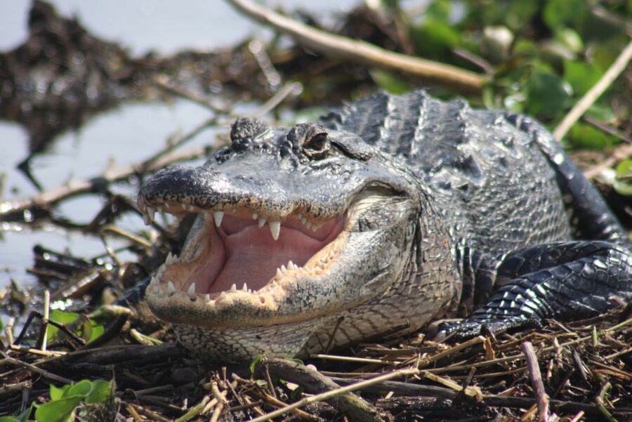Everglades Day Safari from Sanibel, Fort Myers & Naples - Where You Start Matters: Pickups Around Sanibel, Fort Myers & Naples