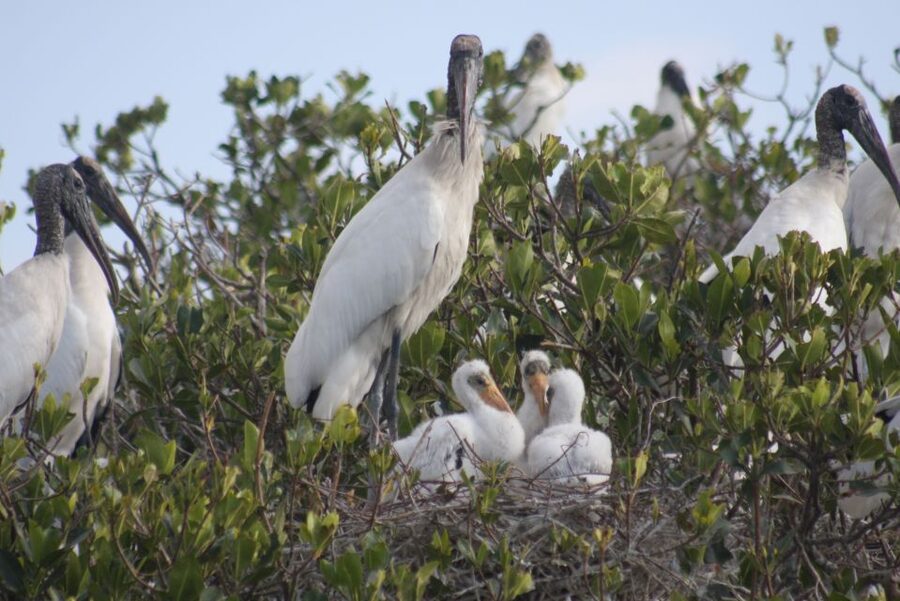 Everglades Day Safari from Sanibel, Fort Myers & Naples - Lake Trafford Airboat: Thrill With a Wildlife-First Approach
