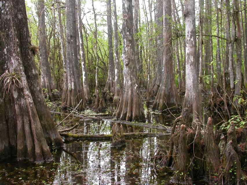 Everglades Day Safari from Sanibel, Fort Myers & Naples - Everglades City Lunch and Smallwood’s Store Museum: A Breather With Context