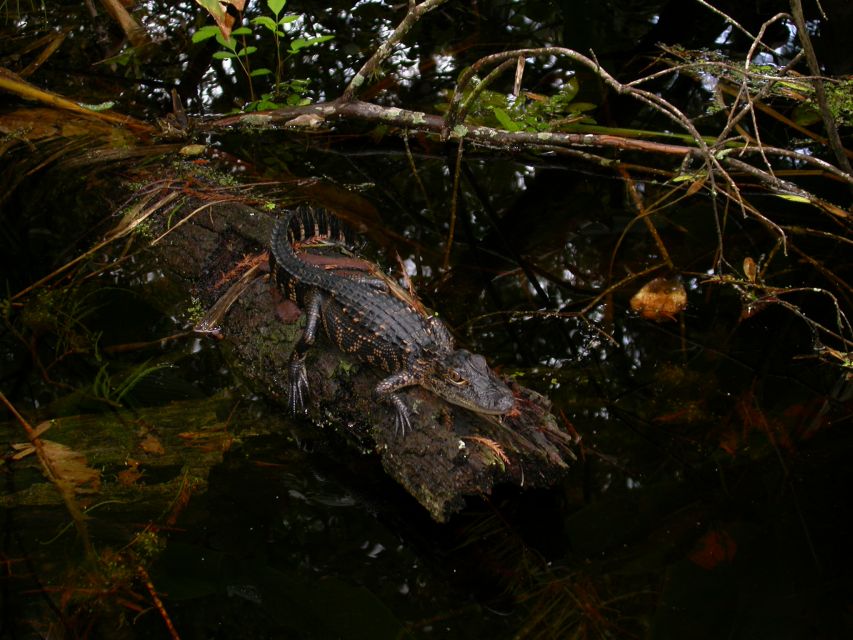 Everglades Day Safari from Sanibel, Fort Myers & Naples - How the Day Stays Balanced (Even When It’s Long)