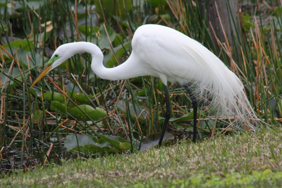Everglades Day Safari from Sanibel, Fort Myers & Naples - What’s Included (and What You Need to Plan For)