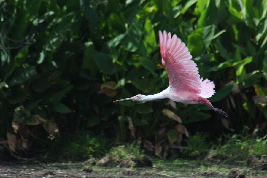 Everglades Day Safari from Sanibel, Fort Myers & Naples - Price and Value: Is $225 a Fair Deal?
