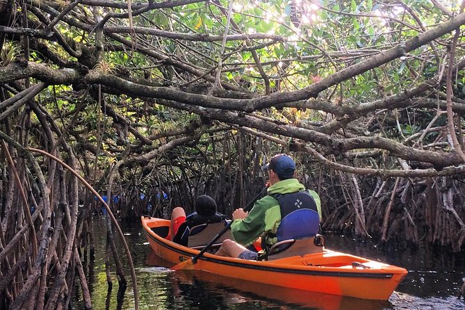 Everglades Kayak Safari Adventure Through Mangrove Tunnels - Key Highlights Worth Your Time