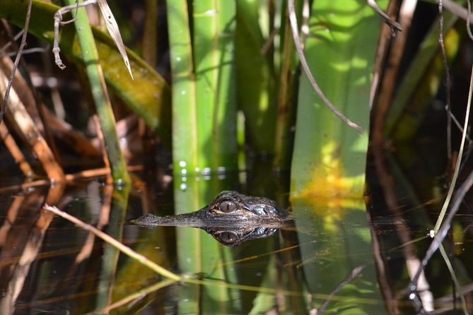 Everglades Kayak Safari Adventure Through Mangrove Tunnels - Everglades Kayak Safari Value: Why $89 Can Make Sense