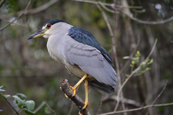 Everglades Kayak Safari Adventure Through Mangrove Tunnels - Mangrove Tunnels on the Turner River: How the Scenery Works