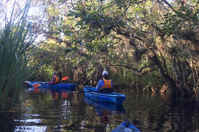 Everglades Kayak Safari Adventure Through Mangrove Tunnels - Wildlife Odds: Birds, Turtles, and the Alligator Question
