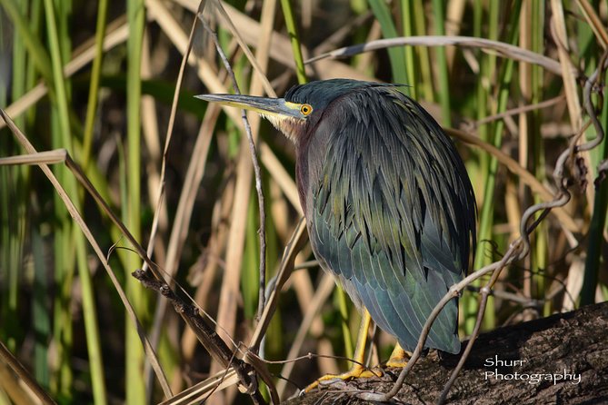 Everglades Kayak Safari Adventure Through Mangrove Tunnels - What to Bring: Sunscreen, Bug Spray, and the Right Shoes