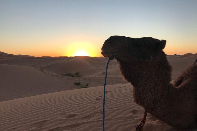 Exclusive Merzouga Desert Safari: Camel Ride, Sandsurf & Dinner - ATV through the orange dunes: fun, but watch your expectations