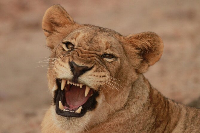 Exclusive Morning Game Drive Safari near Hoedspruit - Quick take: why this Hoedspruit morning drive feels special