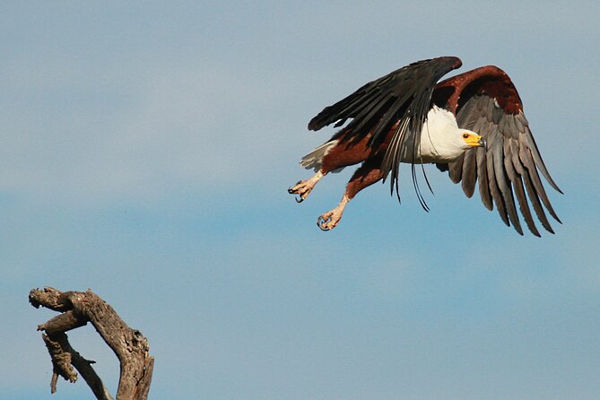 Exclusive Morning Game Drive Safari near Hoedspruit - The feel of an exclusive group: max 9, better attention
