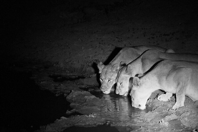Exclusive Night Drive Safari near Hoedspruit - Key highlights to know before you go