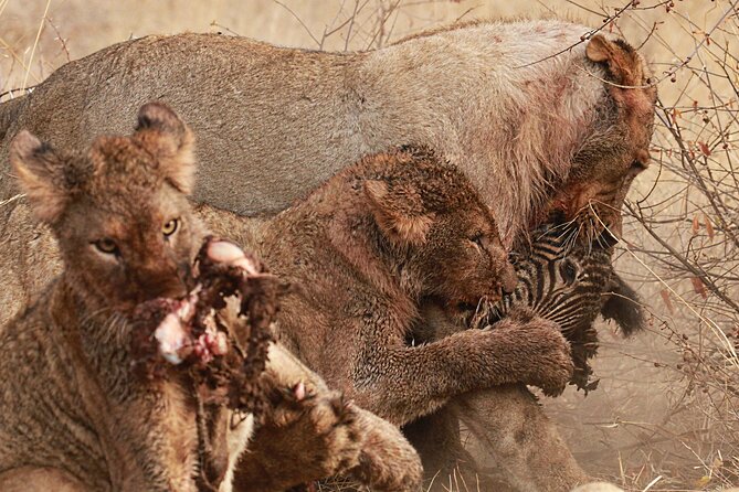 Exclusive Night Drive Safari near Hoedspruit - All or Nothing Adventures to Leadwood Gate: the flow and timing
