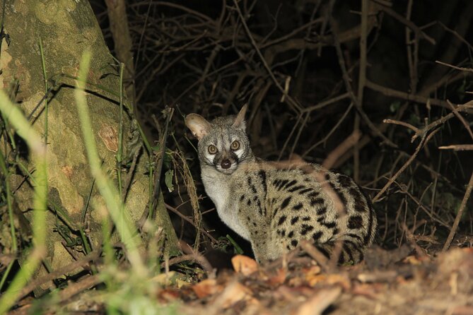 Exclusive Night Drive Safari near Hoedspruit - The Milky Way and shooting-star stop: more than a cute add-on