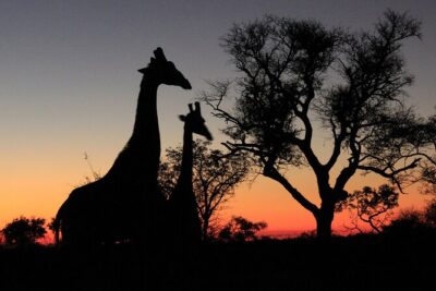 Exclusive Night Drive Safari near Hoedspruit - Rietspruit Game Reserve at night: Big Five odds plus the “other wildlife” you’ll actually notice