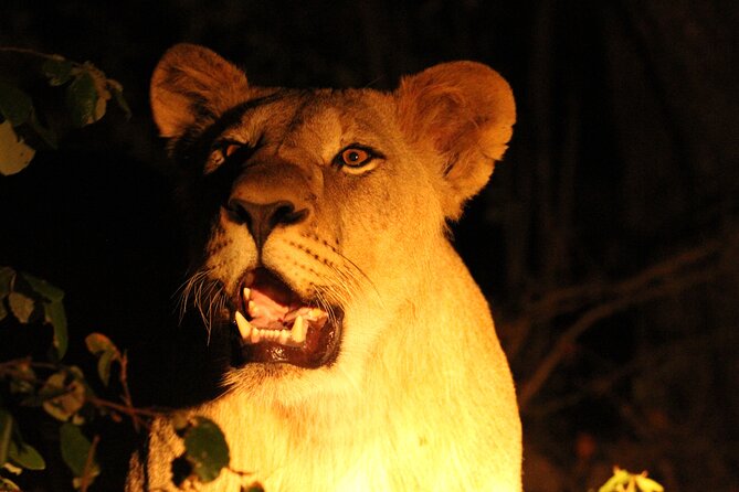 Exclusive Night Drive Safari near Hoedspruit - What the guide brings: local vegetation, animal behavior, and culture cues