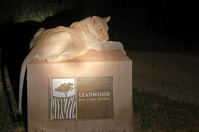 Exclusive Night Drive Safari near Hoedspruit - Big-Five hunting with kids: how the family-friendly format works