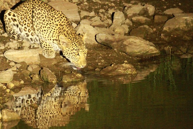 Exclusive Night Drive Safari near Hoedspruit - Price and value: is $111.05 per person worth it?