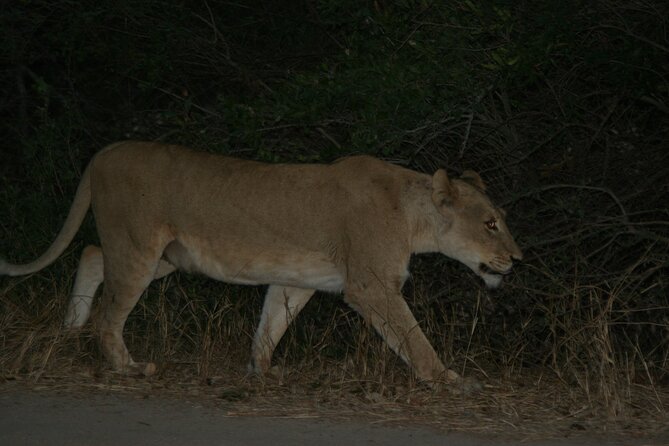 Exclusive Night Drive Safari near Hoedspruit - Logistics that matter: mobile ticket, meeting point, and pickup costs
