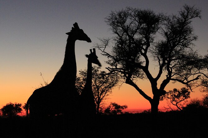 Exclusive Night Drive Safari near Hoedspruit - Rietspruit Game Reserve at night: Big Five odds plus the “other wildlife” you’ll actually notice