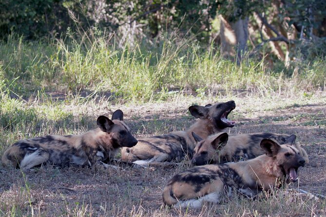 Exclusive Sunset Game Drive Safari near Hoedspruit - Why this sunset game drive feels different in Kruger country