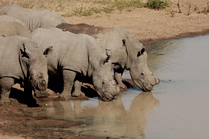 Exclusive Sunset Game Drive Safari near Hoedspruit - Wildlife spotlight: what you’re really hunting for after 4 pm