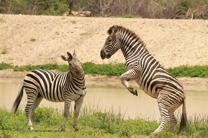 Exclusive Sunset Game Drive Safari near Hoedspruit - How the guide improves your odds (and your understanding)