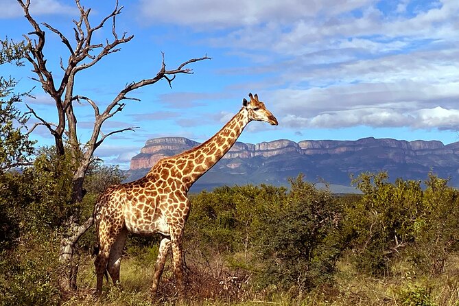 Exclusive Sunset Game Drive Safari near Hoedspruit - Price and value: what you’re paying for at $112.20