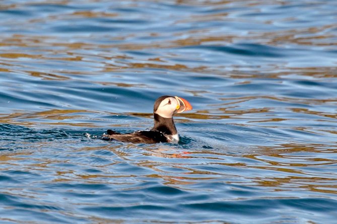 Exhilarating Rib experience - Dingle sea safari - Key things to know before you go