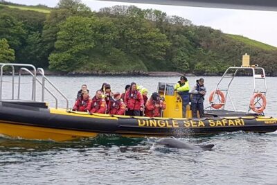 Exhilarating Rib experience - Dingle sea safari - RIB Ride 101: Speed, Comfort, and Motion-Sickness Prep