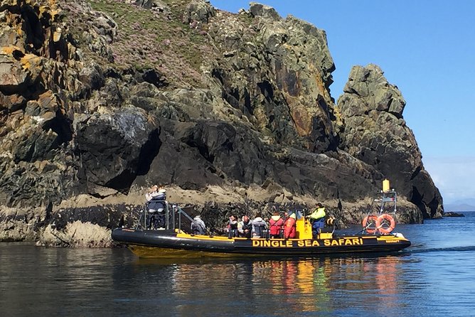 Exhilarating Rib experience - Dingle sea safari - Wildlife Highlights: Seals, Dolphins, Puffins (Apr–Aug), and Sometimes Whales