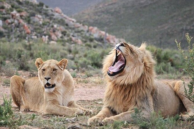 Explore the best Big 5 Aquila Safari Tour and Wine Tasting - Key Points Before You Go