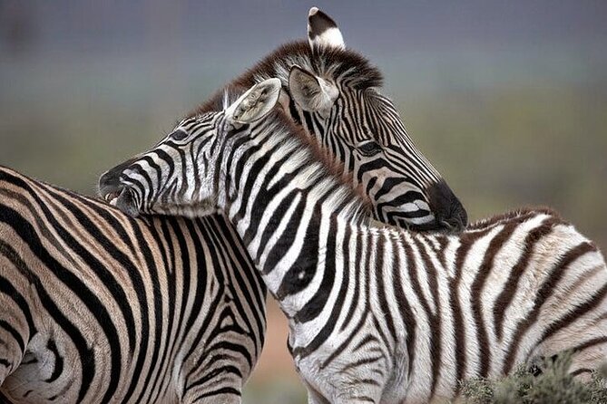 Explore the best Big 5 Aquila Safari Tour and Wine Tasting - Big 5 Aquila + Fairview Wine: Why This Day Mix Works