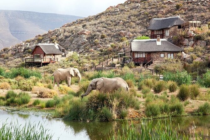 Explore the best Big 5 Aquila Safari Tour and Wine Tasting - The Morning Safari Game Drive: Open 4x4, 3 Hours, and a Real Guide