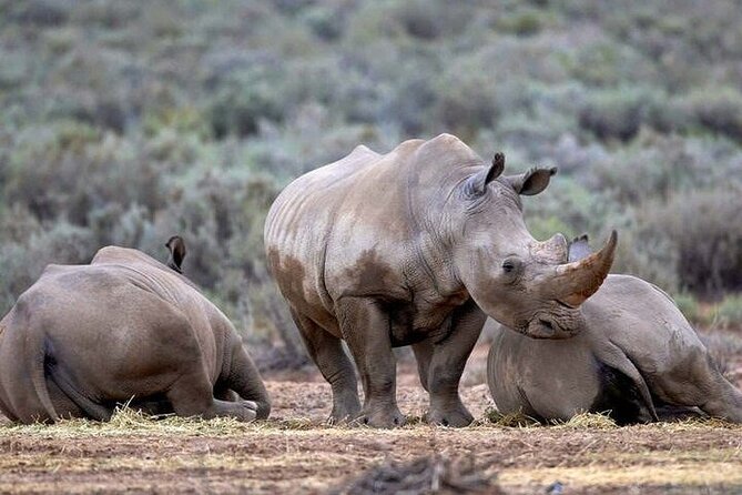 Explore the best Big 5 Aquila Safari Tour and Wine Tasting - Buffet Breaks at Aquila: More Than a Meal Ticket
