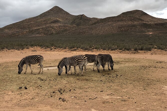 Explore the best Big 5 Aquila Safari Tour and Wine Tasting - Fairview Wine and Cheese: A 1-Hour Reset Without the Long Winery Detour
