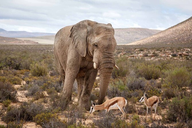 Explore the best Big 5 Aquila Safari Tour and Wine Tasting - Price and Value: What $248.19 Really Buys You